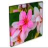 24 x 16 - Pink Plumeria flowers Canvas Print Wall Art view 1