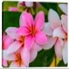 24 x 16 - Pink Plumeria flowers Canvas Print Wall Art view 2