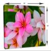24 x 16 - Pink Plumeria flowers Canvas Print Wall Art view 3