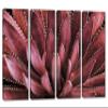 32 x 20 TOTAL - Agave Plant Canvas Print Wall Art burgundy 4 Panel Split Botanical Art, tequilana plant view 1
