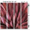 32 x 20 TOTAL - Agave Plant Canvas Print Wall Art burgundy 4 Panel Split Botanical Art, tequilana plant view 3