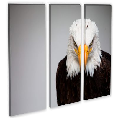 30 x 20 TOTAL - Bald Eagle Portrait Canvas Print Wall Art 3 panel split, Triptych Home Wall Decor interior design