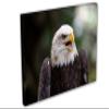 24 x 16 - American Bald Eagle Canvas Print Wall Art, Home Wall Decor interior design view 1