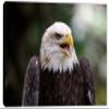 24 x 16 - American Bald Eagle Canvas Print Wall Art, Home Wall Decor interior design view 2