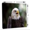24 x 16 - American Bald Eagle Canvas Print Wall Art, Home Wall Decor interior design view 3