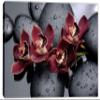 24 x 16 - Canvas Print Orchid Flower Wall Art on Black therapy stones Spa wall decor. Zen Art view 2