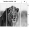 64 x 40 TOTAL - African Lion Black & White, Blue eyes Canvas Print 4 Panel Split Wall Art. wall decor view 3
