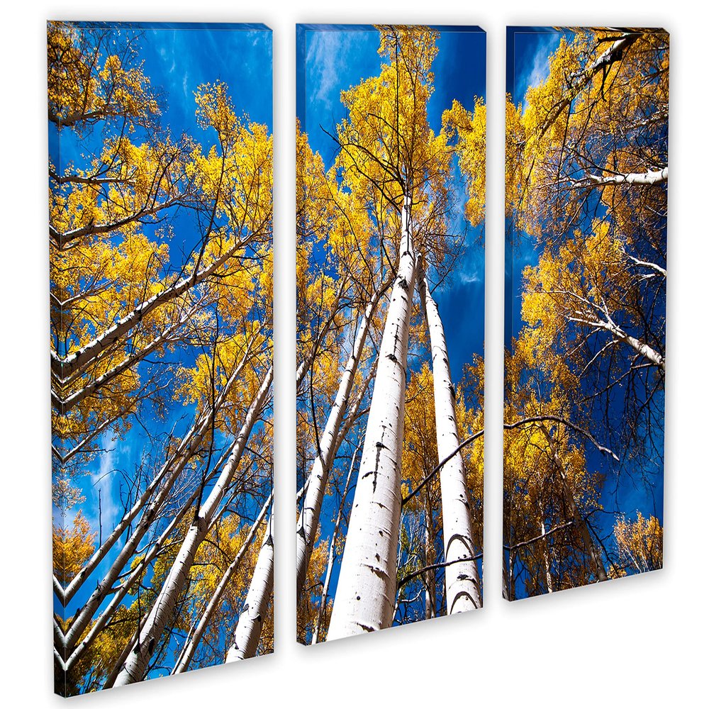 30 x 20 TOTAL - Aspen Trees and Blue Skies Canvas Print. 3 Panel Split, Triptych