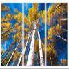 30 x 20 TOTAL - Aspen Trees and Blue Skies Canvas Print. 3 Panel Split, Triptych view 2