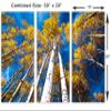 30 x 20 TOTAL - Aspen Trees and Blue Skies Canvas Print. 3 Panel Split, Triptych view 3