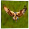 60 x 40 - Osprey salmon Catch Canvas Print Wall Art. Bird of prey Art Home Wall Decor view 2