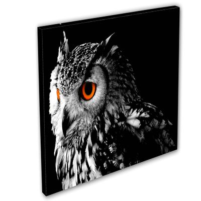 24 x 16 - Northern Pygmy Owl Canvas Print. Wildlife, nature photography