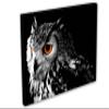 24 x 16 - Northern Pygmy Owl Canvas Print. Wildlife, nature photography view 1