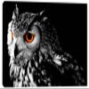 24 x 16 - Northern Pygmy Owl Canvas Print. Wildlife, nature photography view 2