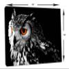 24 x 16 - Northern Pygmy Owl Canvas Print. Wildlife, nature photography view 3