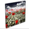 24 x 16 - Poppies in field Canvas Print Wall Art view 1