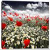 24 x 16 - Poppies in field Canvas Print Wall Art view 2