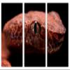 60 x 40 TOTAL - Red Viper Snake Head Wall Art Canvas Print 3 panel split, Triptych Home Wall Decor, interior design view 2
