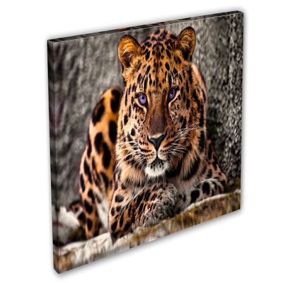 24 x 16 - Amur Leopard Canvas Print Wall Art purple eyes Big Cat, wildlife, animal art