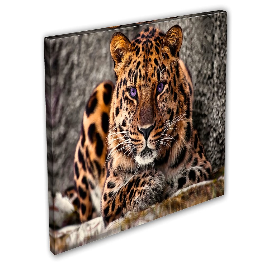 24 x 16 - Amur Leopard Canvas Print Wall Art purple eyes Big Cat, wildlife, animal art