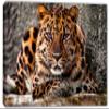 24 x 16 - Amur Leopard Canvas Print Wall Art purple eyes Big Cat, wildlife, animal art view 2