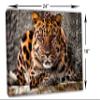 24 x 16 - Amur Leopard Canvas Print Wall Art purple eyes Big Cat, wildlife, animal art view 3