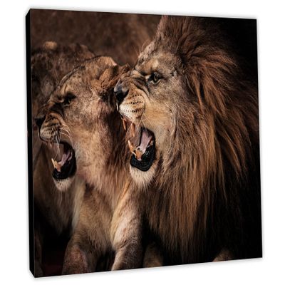 24 x 16 - Roaring lion and lioness Wall Art Canvas Print, Lion Art, Lioness Art, Animal Art Print