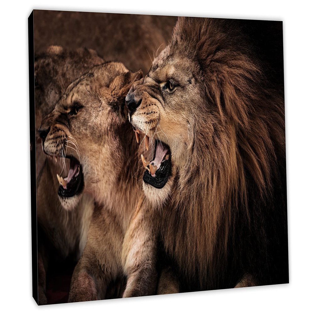 24 x 16 - Roaring lion and lioness Wall Art Canvas Print, Lion Art, Lioness Art, Animal Art Print