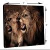24 x 16 - Roaring lion and lioness Wall Art Canvas Print, Lion Art, Lioness Art, Animal Art Print view 3