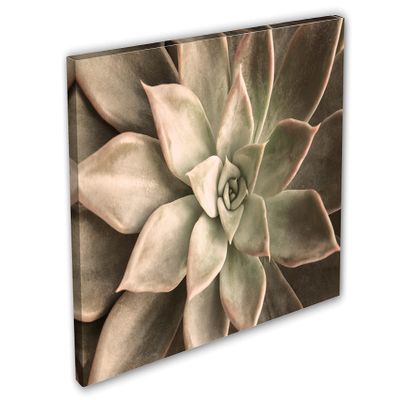 54 x 36 - Echeveria Succulent Canvas Print Wall Art beige botanical art plant wall art