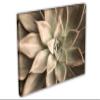 54 x 36 - Echeveria Succulent Canvas Print Wall Art beige botanical art plant wall art view 1
