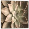 54 x 36 - Echeveria Succulent Canvas Print Wall Art beige botanical art plant wall art view 2
