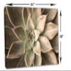 54 x 36 - Echeveria Succulent Canvas Print Wall Art beige botanical art plant wall art view 3