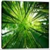 54 x 36 - Green Bamboo Trees Wall Art Canvas Print, home decor, house wall decor view 2