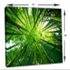 54 x 36 - Green Bamboo Trees Wall Art Canvas Print, home decor, house wall decor view 3