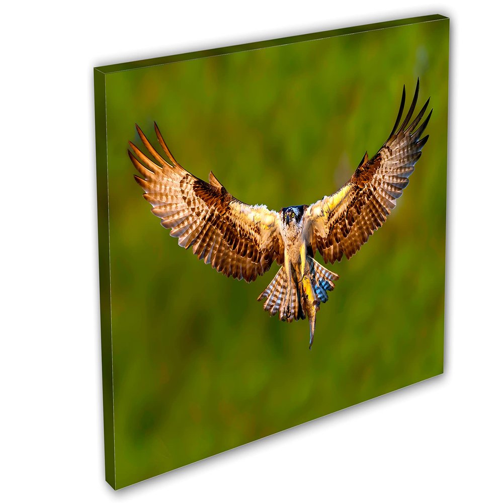 24 x 16 - Osprey salmon Catch Canvas Print Wall Art. Bird of prey Art Home Wall Decor