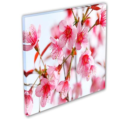 24 x 16 - Pink Sakura Flower Blossom Canvas Print Wall Art decor for home or office
