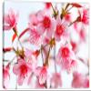 24 x 16 - Pink Sakura Flower Blossom Canvas Print Wall Art decor for home or office view 2