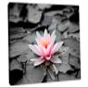 24 x 16 - Water Lily Flower Canvas Print Wall Art, Zen Art. Zen Print, Spa Decor, Flower art view 1