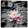 24 x 16 - Water Lily Flower Canvas Print Wall Art, Zen Art. Zen Print, Spa Decor, Flower art view 2