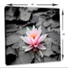 24 x 16 - Water Lily Flower Canvas Print Wall Art, Zen Art. Zen Print, Spa Decor, Flower art view 3