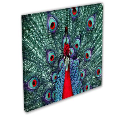 24 x 16 - Red Peacock. Canvas Print Wall Art