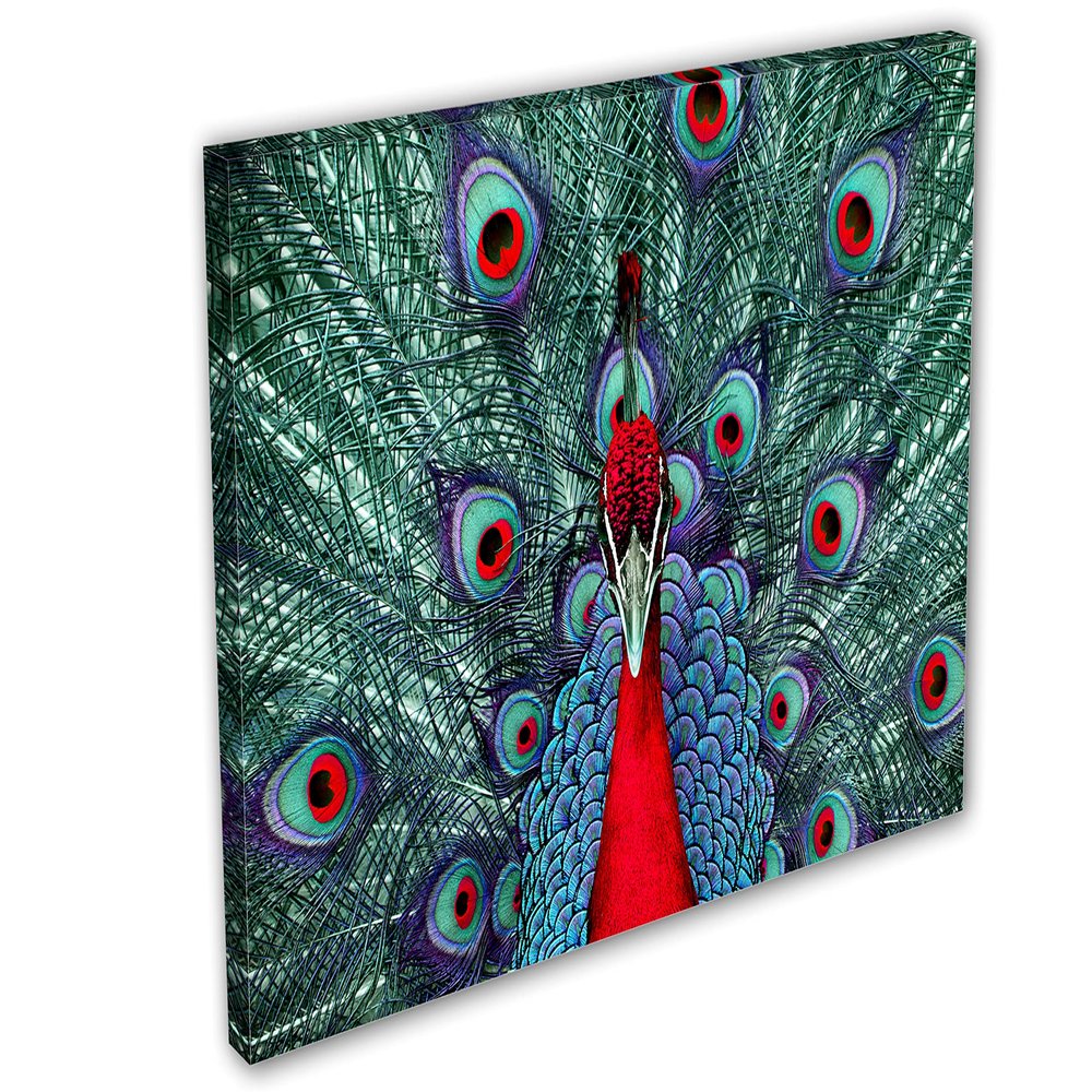 24 x 16 - Red Peacock. Canvas Print Wall Art
