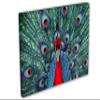 24 x 16 - Red Peacock. Canvas Print Wall Art view 1