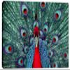 24 x 16 - Red Peacock. Canvas Print Wall Art view 2