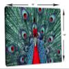 24 x 16 - Red Peacock. Canvas Print Wall Art view 3