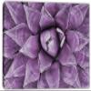 60 x 40 - Purple Agave Canvas Print Wall Art Agave Plant Botanical Wall Art Decor view 2