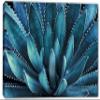 48 x 32 - Agave Plant Canvas Print Wall Art Aegean Blue Botanical Art, tequilana plant view 2