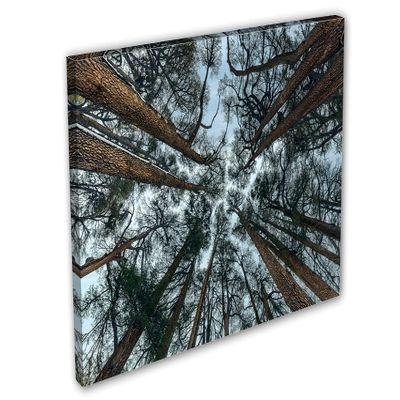 24 x 16 - Cedars Trees Canvas Print Wall Art Abstreact Tree Forest Art Print