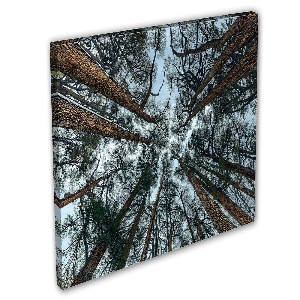 24 x 16 - Cedars Trees Canvas Print Wall Art Abstreact Tree Forest Art Print